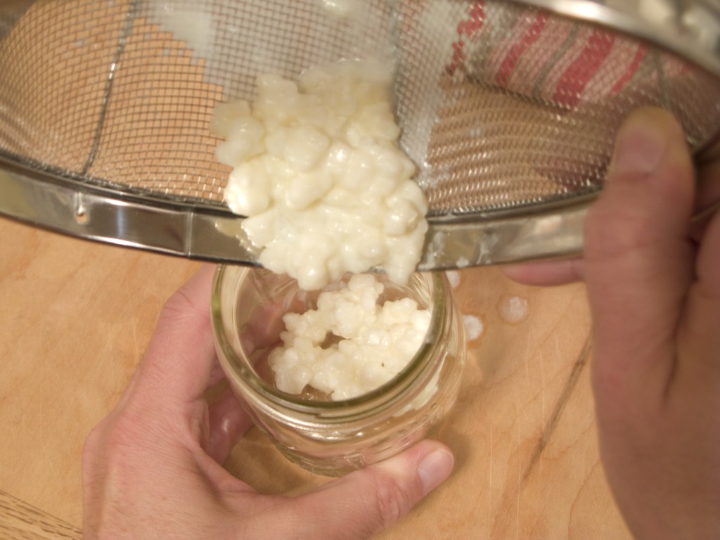 Live kefir grains in a strainer
