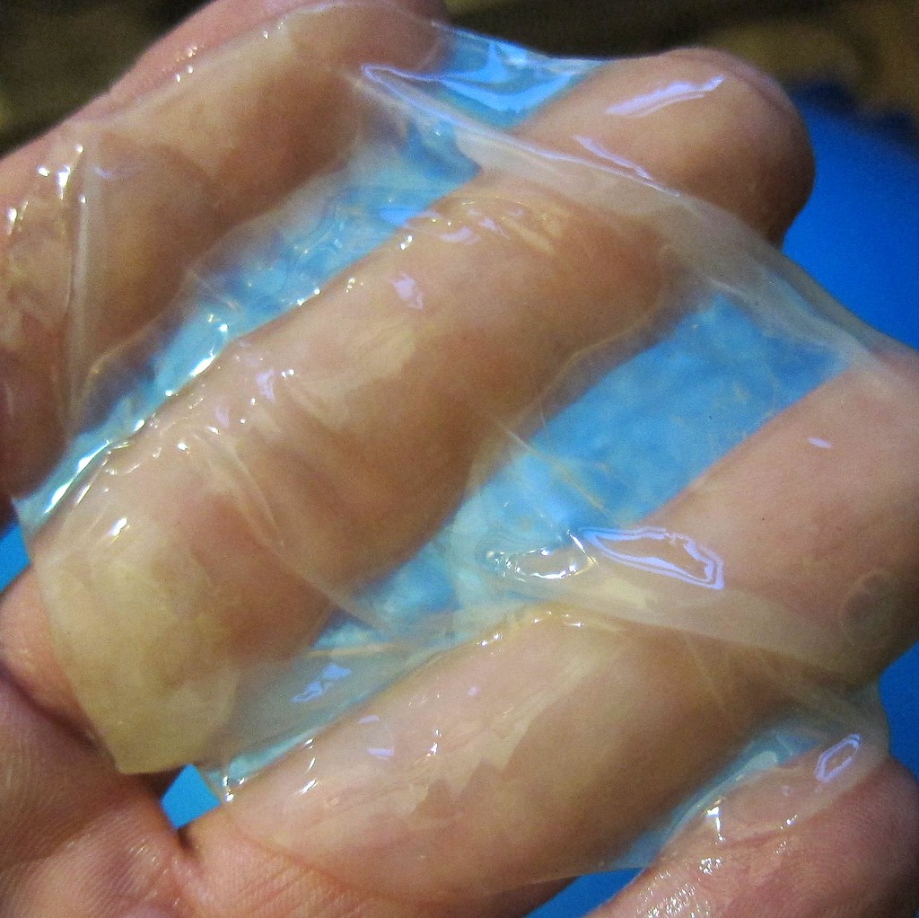 A kombucha SCOBY — the living culture
